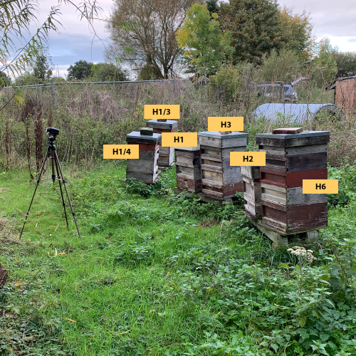 Hives - H1 to H6