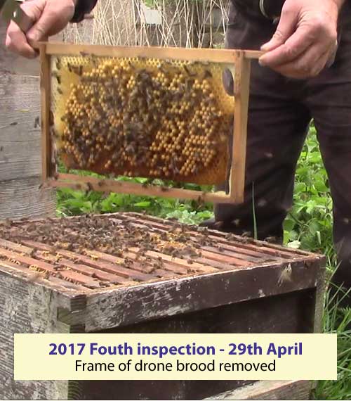 Fouth inspection 29th April drone brood removed