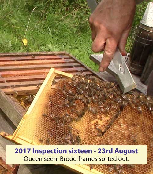 Inspection sixteen. Umarked queen seen. Brood frames sorted out 