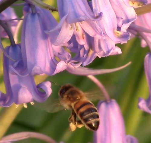 Bees on bluebells