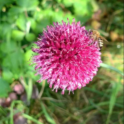 Bees on allium