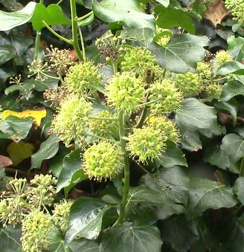 Bees on ivy